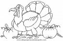 animales/pavos/pavos_16.JPG