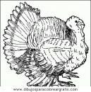 animales/pavos/pavos_25.JPG