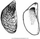 animales/peces/machas_7_7.JPG