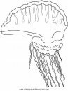 animales/peces/medusas_4.JPG