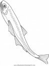 animales/peces/peces_034.JPG