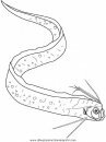 animales/peces/peces_040.JPG