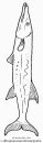 animales/peces/peces_103.JPG
