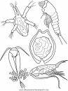 animales/peces/peces_150.JPG