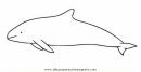 animales/peces/vaquita_2.JPG