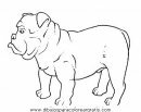 animales/perros/bulldog_boxer_6.JPG