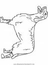 animales/perros/english-setter.JPG