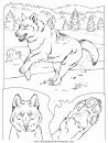 animales/perros/perros_040.JPG
