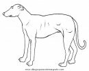 animales/perros/perros_088.JPG