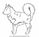 animales/perros/perros_090.JPG