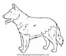 animales/perros/perros_091.JPG