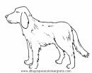 animales/perros/perros_096.JPG