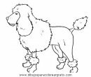 animales/perros/perros_097.JPG