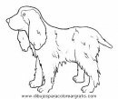 animales/perros/perros_102.JPG