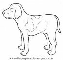 animales/perros/perros_103.JPG