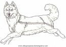 animales/perros/perros_117.JPG