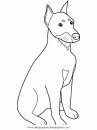 animales/perros/pitbull.JPG