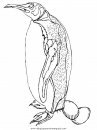 animales/pinguinos/pinguinos_30.JPG