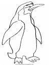animales/pinguinos/pinguinos_34.JPG