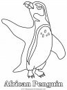 animales/pinguinos/pinguinos_37.JPG