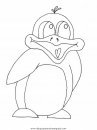 animales/pinguinos/pinguinos_41.JPG