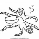 animales/pulpos/pulpos_08.JPG