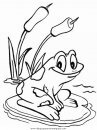 animales/ranas/ranas_26.JPG