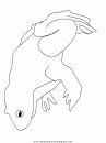 animales/ranas/ranas_31.JPG