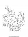 animales/ranas/ranas_33.JPG