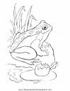 animales/ranas/ranas_39.JPG