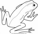 animales/ranas/ranas_41.JPG