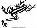 animales/ranas/ranas_49.JPG