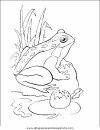 animales/ranas/ranas_58.JPG
