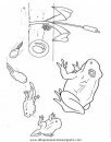 animales/ranas/ranas_60.JPG