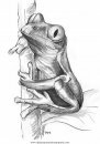 animales/ranas/ranas_61.JPG
