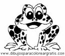 animales/ranas/ranas_62.JPG