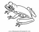 animales/ranas/ranas_63.JPG