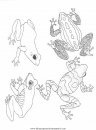 animales/ranas/ranas_65.JPG