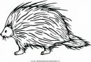 animales/rodedores/puercoespin_16.JPG