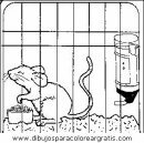 animales/rodedores/rodedore_128.JPG