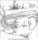 animales/rodedores/rodedore_33.JPG