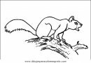 animales/rodedores/rodedore_35.JPG