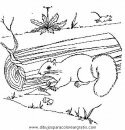 animales/rodedores/rodedore_36.JPG
