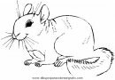 animales/rodedores/rodedore_40.JPG