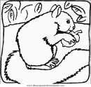 animales/rodedores/rodedore_82.JPG