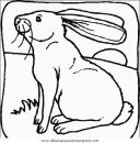 animales/rodedores/rodedore_93.JPG
