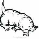 animales/rodedores/topos_5.JPG