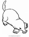 animales/rodedores/topos_6.JPG