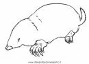 animales/rodedores/topos_8.JPG