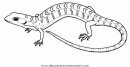 animales/serpientes/lagartija_5.JPG